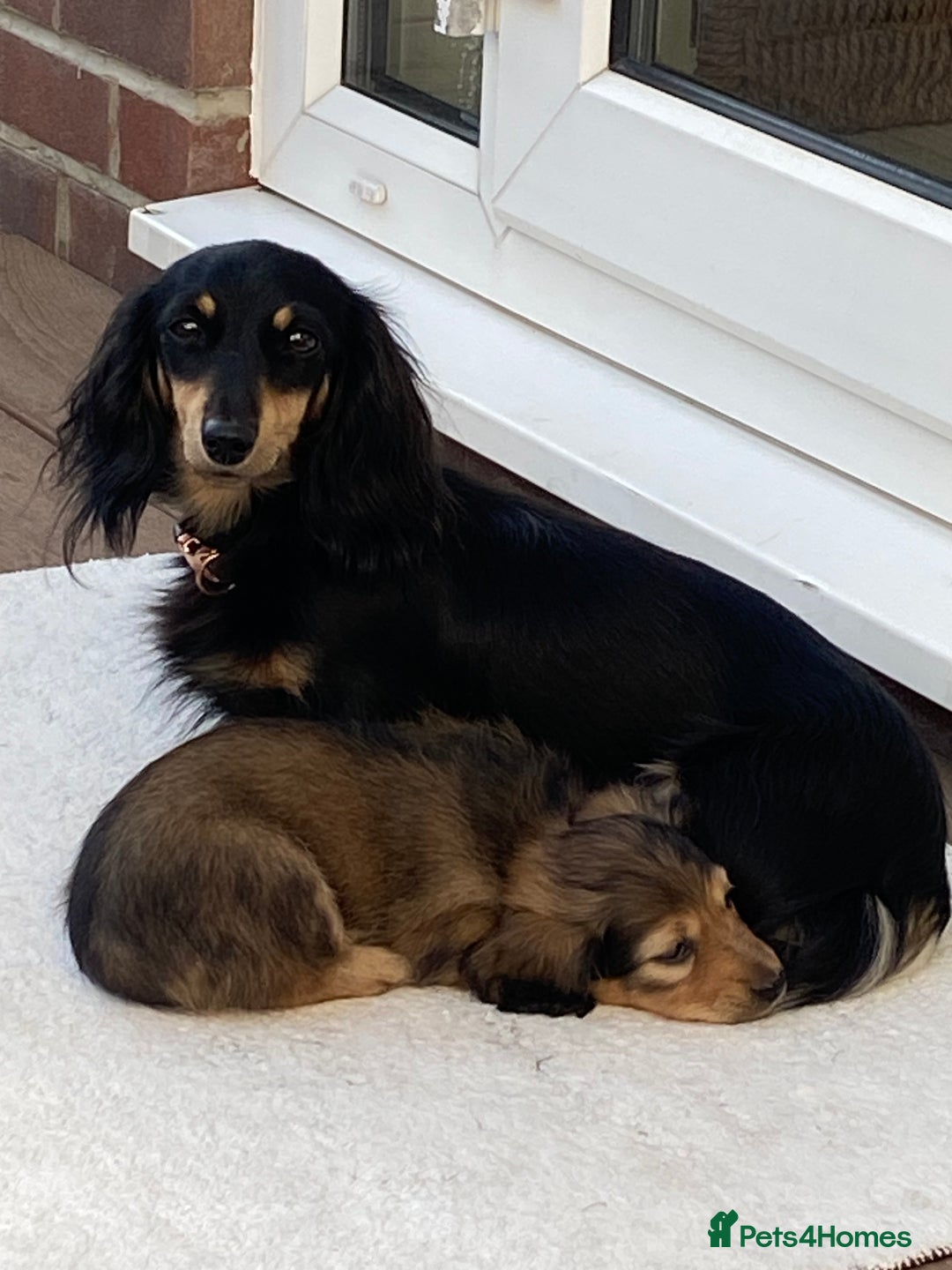 Miniature Dachshund dogs for sale: English Cream Mini Long Haired Dachshund  - Image 14