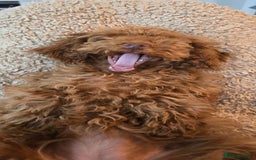 Toy Poodle dogs for sale: Toy Poodle Female 5 Months Old - Image 4