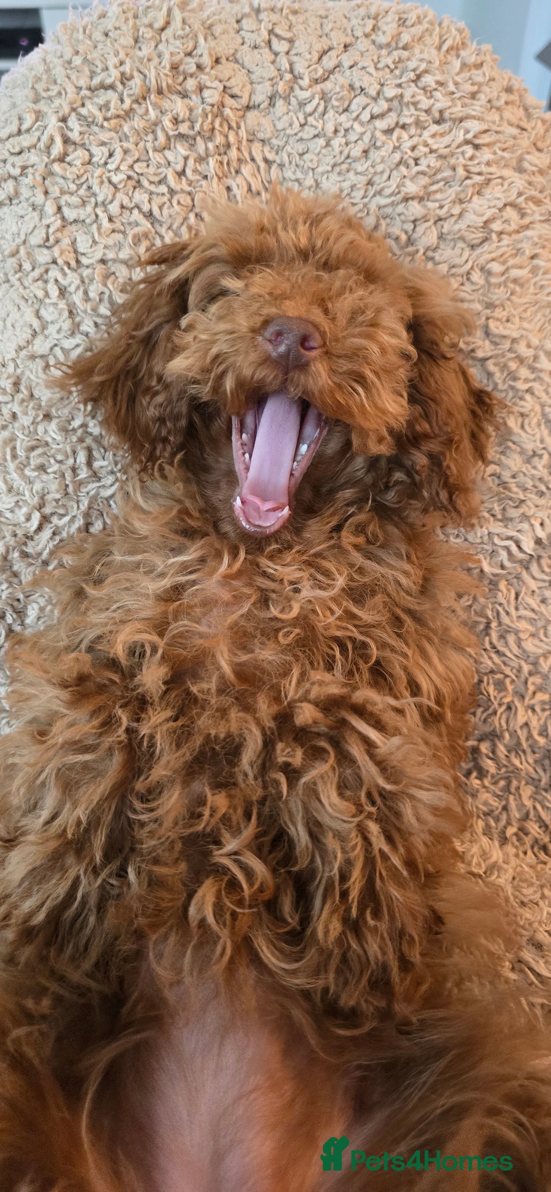 Toy Poodle dogs for sale: Toy Poodle Female 5 Months Old - Image 4