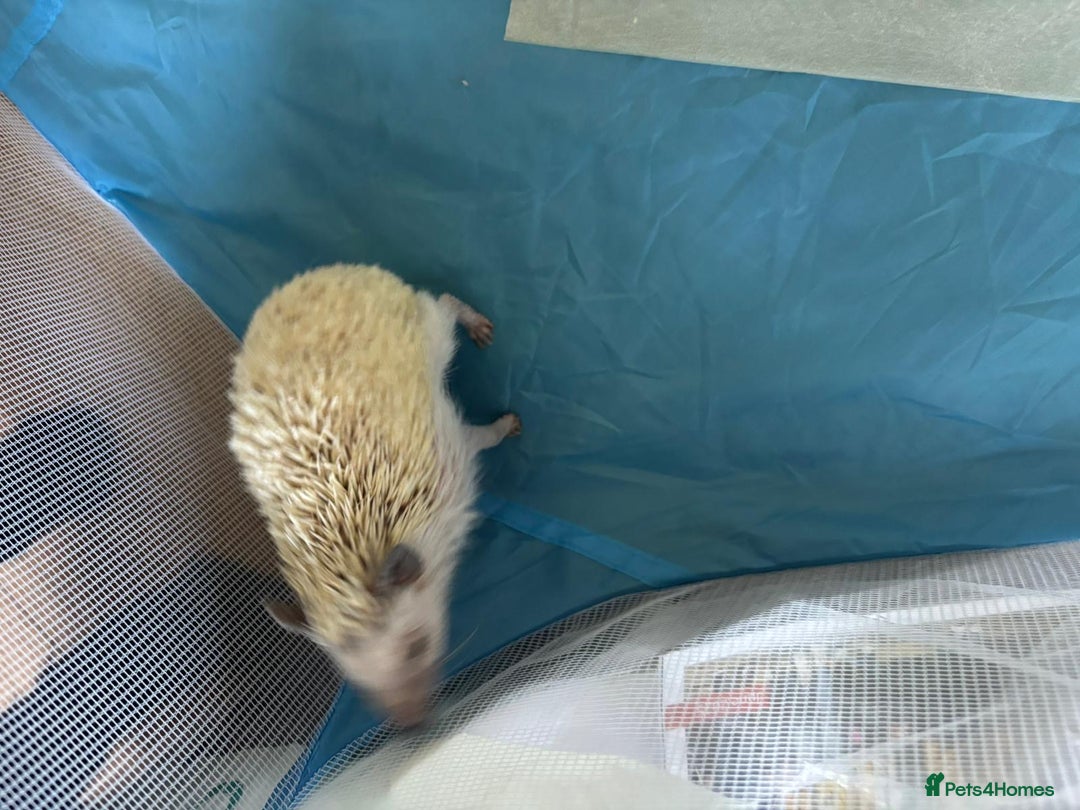 Pygmy Hedgehog rodents for sale: African Pygmy Hedgehog with Enclosure and Set Up - Image 4