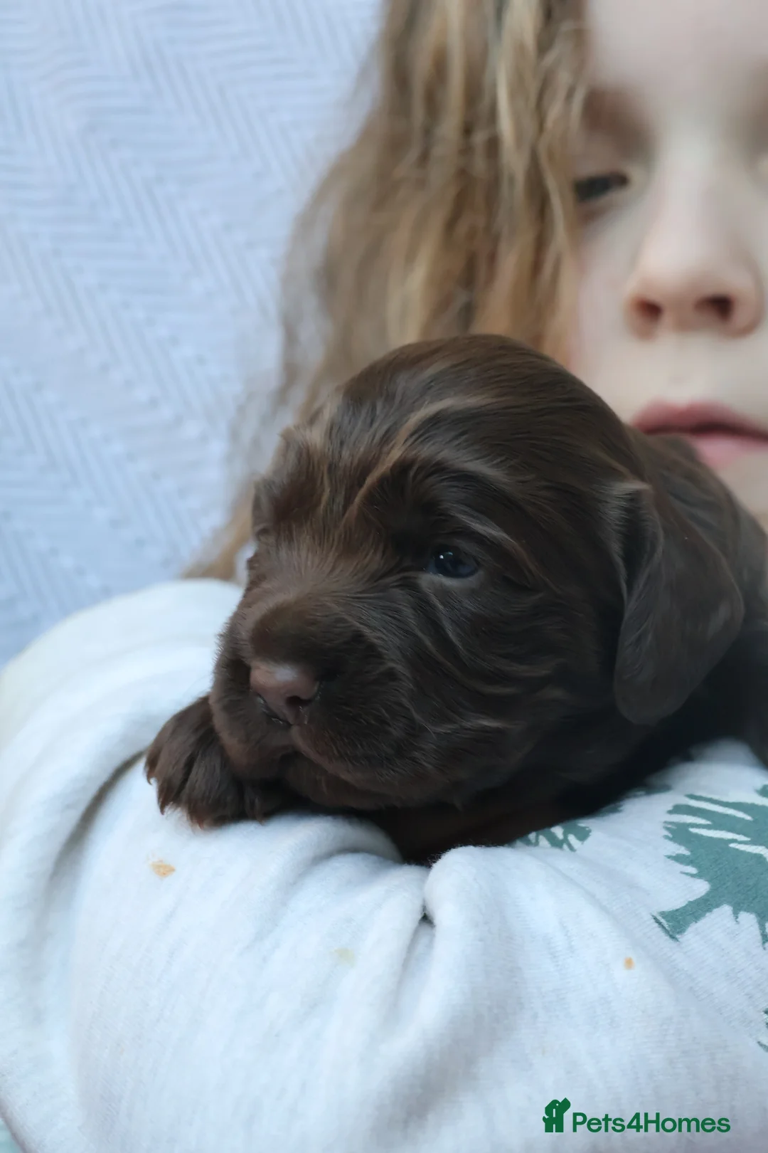 Cocker Spaniel dogs for sale: Beautiful Cocker Spaniel Puppies  - Advert 3