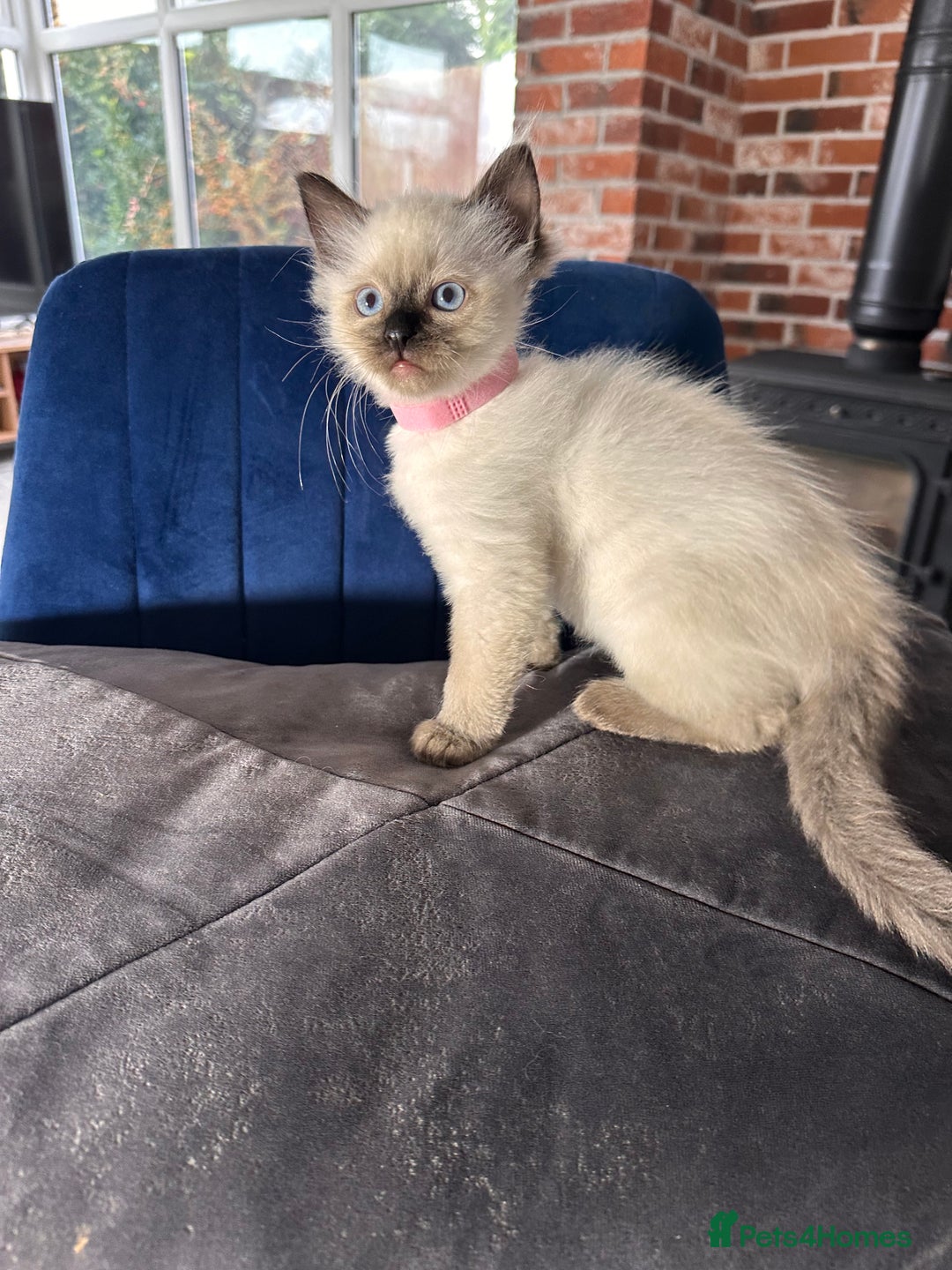 Ragdoll cats for sale: Now reserved  - Advert 3