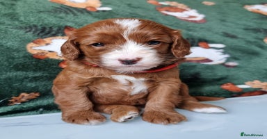 Cavapoo dogs - Advert 5