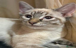 Mixed Breed cats for sale: 2 beautiful female kittens for sale - Image 5