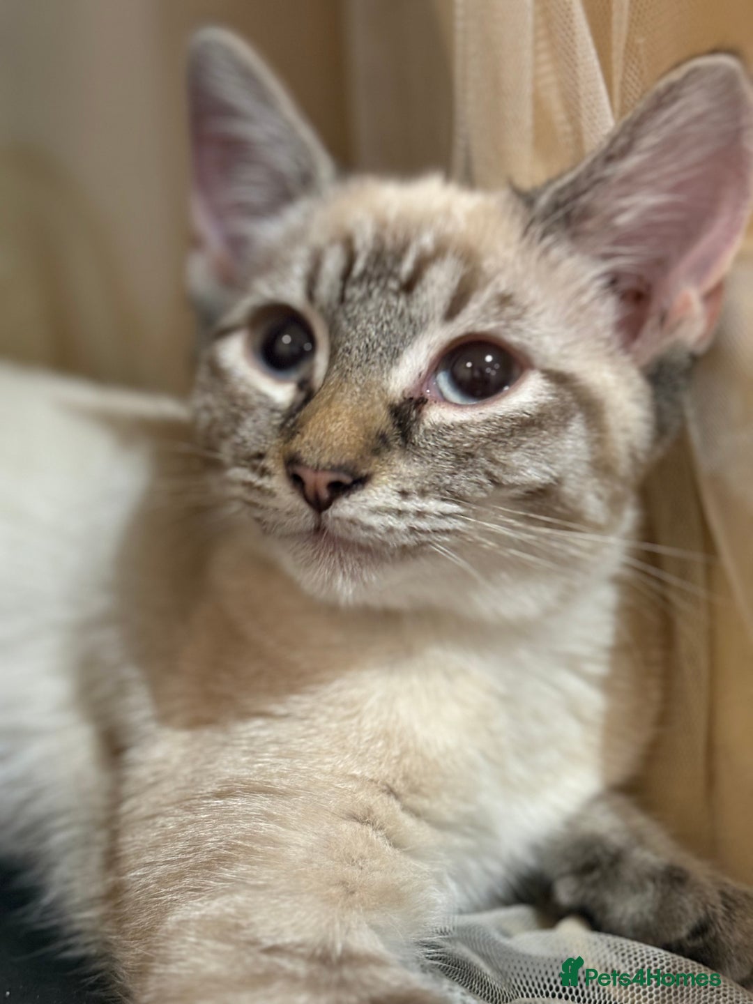Mixed Breed cats for sale: 2 beautiful female kittens for sale - Image 5