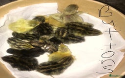 Quail poultry for sale: QUAILS CHINESE PAINTED BUTTONS ! - Advert 3
