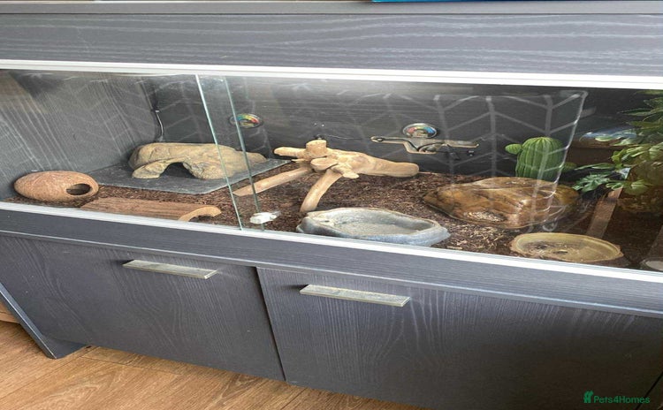 Leopard Gecko reptiles - Advert 5
