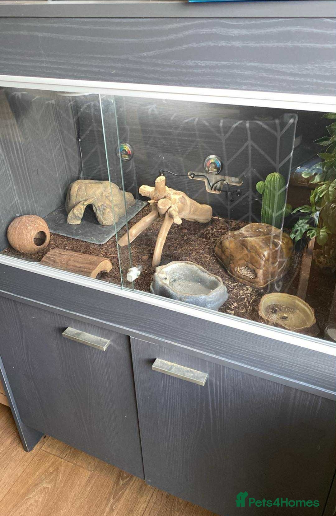 Leopard Gecko reptiles for sale: Beautiful Bella and vivarium  - Image 1