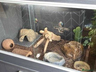 Leopard Gecko reptiles - Advert 23