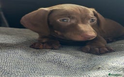 Miniature Dachshund dogs for sale: ..Miniature dachshunds 1 Girl 1BOY READY TO LEAVE  in Ellesmere Port - Image 17