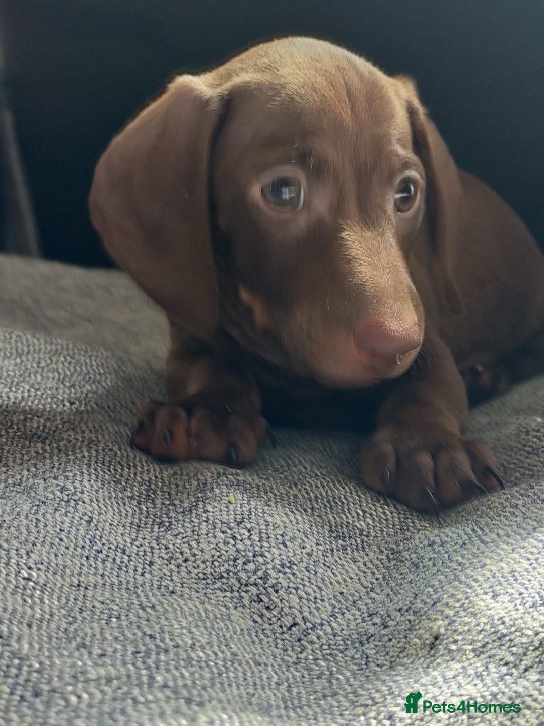 Miniature Dachshund dogs for sale: ..Miniature dachshunds 1 Girl 1BOY READY TO LEAVE  in Ellesmere Port - Image 17