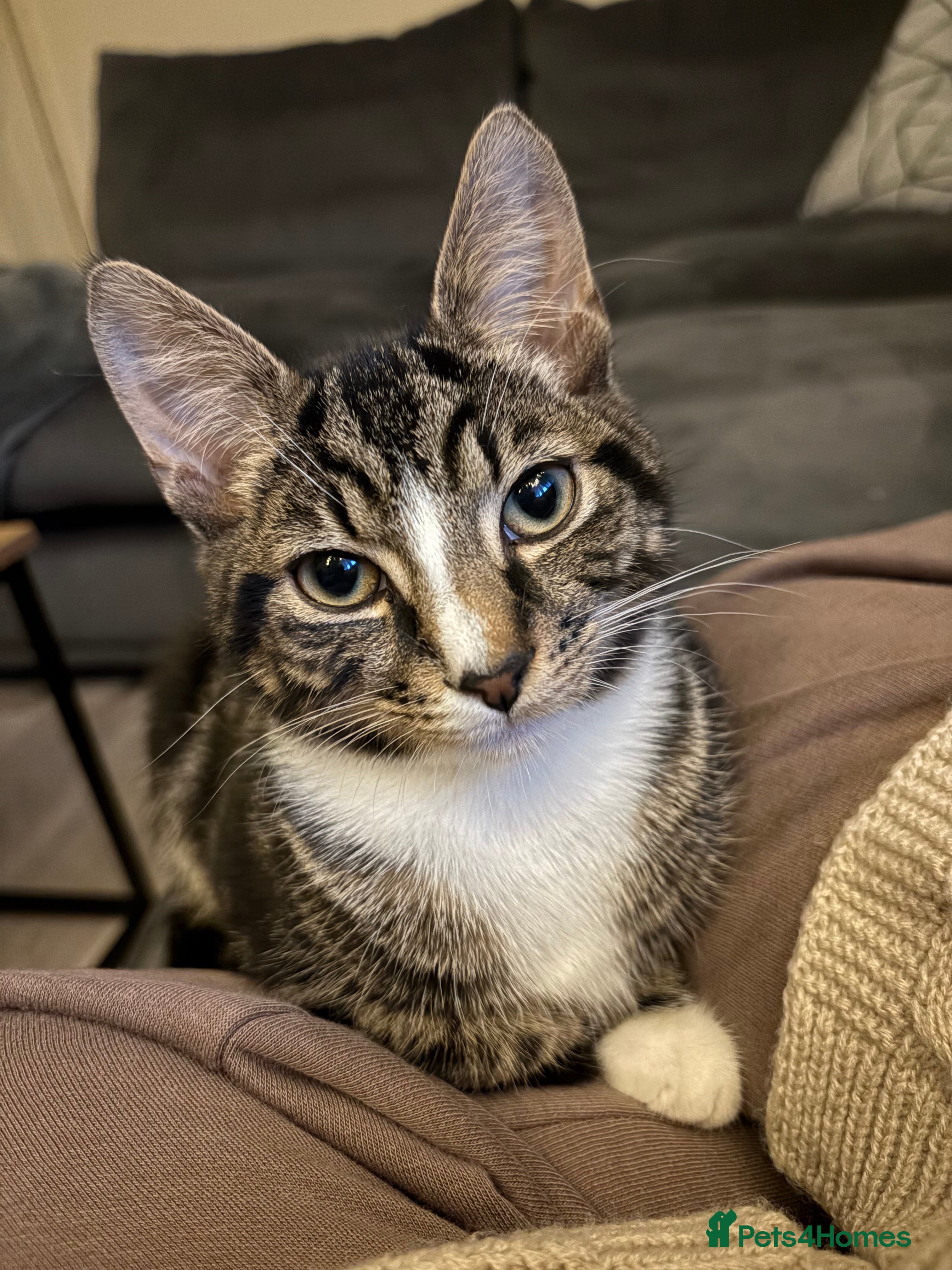 Mixed Breed cats Male tabby kitten 6 months old needs loving home  - Advert 1