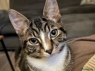 Mixed Breed cats Male tabby kitten 6 months old needs loving home - Advert 1