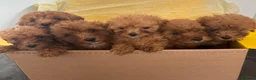 Cockapoo dogs for sale: Beautiful fox red cockapoo f1b  puppies  - Advert 9