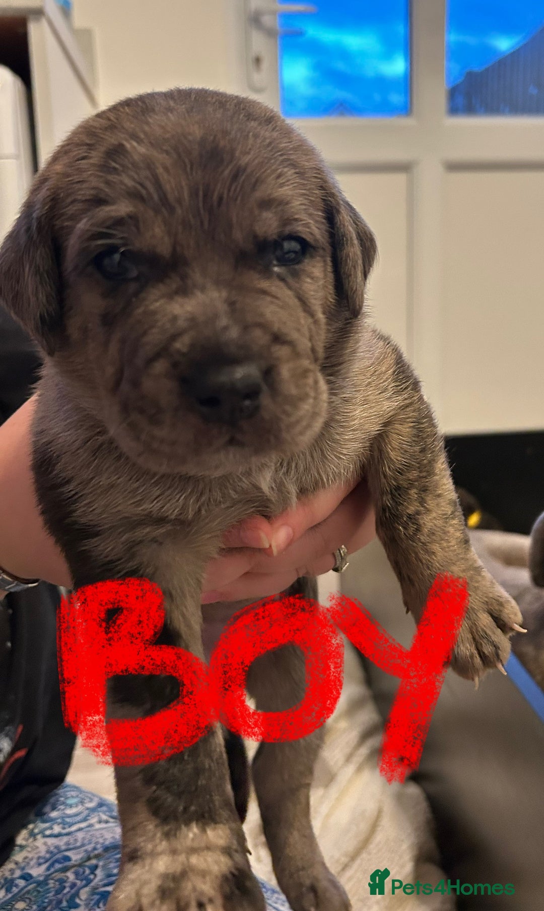 Mixed Breed dogs for sale: Rottie Corso for sale  - Image 12
