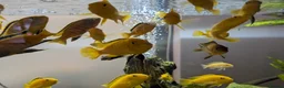 Cichlids fish for sale: Malawi cichlids  in Kendal - Advert 3