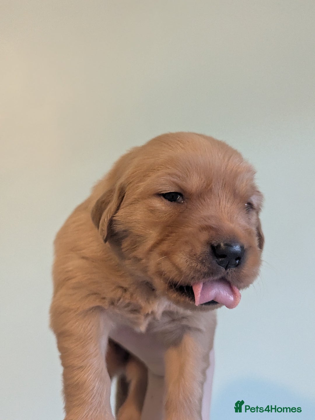 Golden Retriever dogs for sale: KC Registered Golden Retriever Puppies  - Advert 21