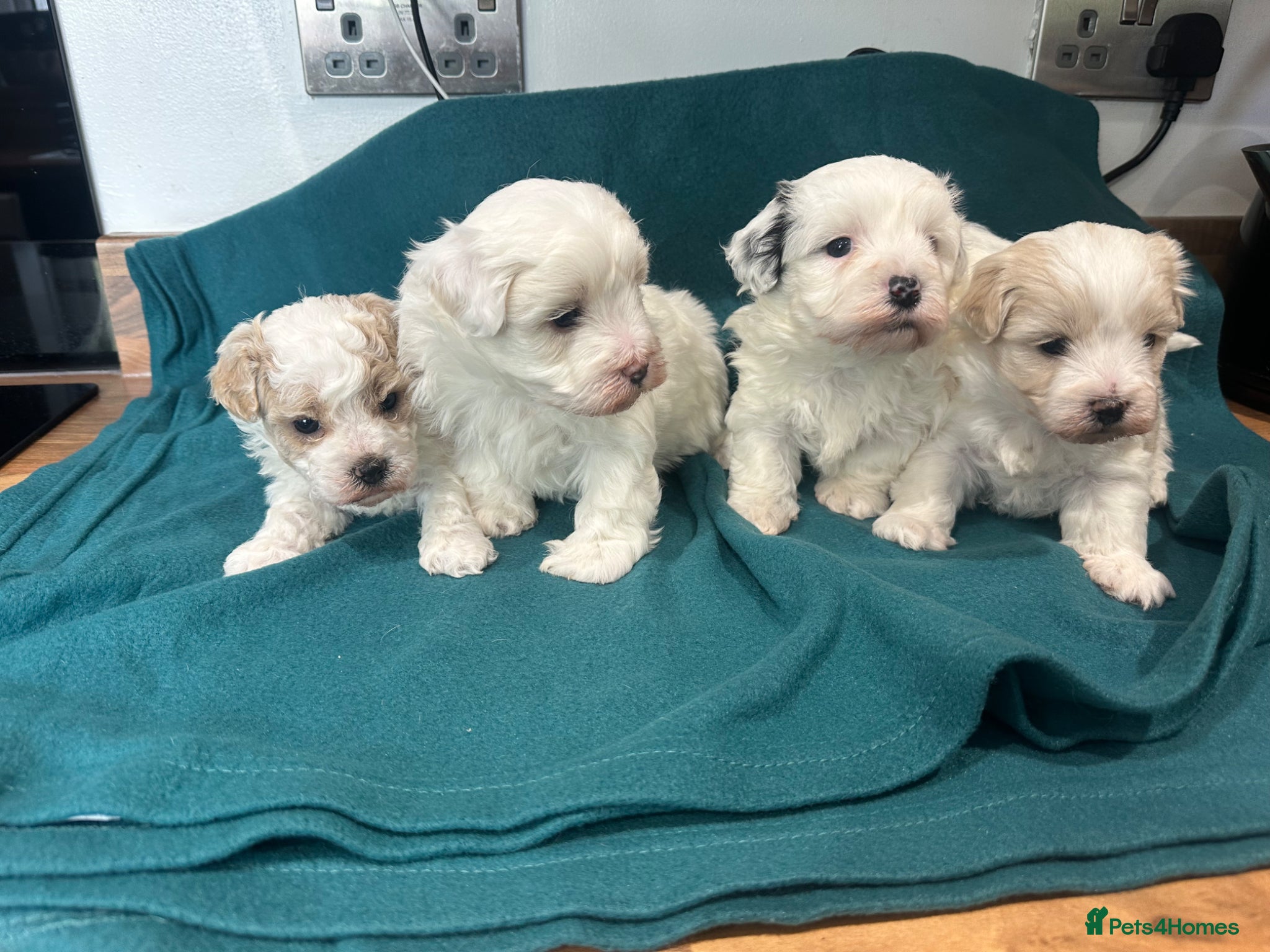 Maltipoo dogs  Maltipoo pups - Advert 1