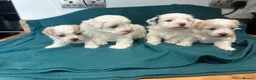 Maltipoo dogs for sale:  Maltipoo pups ONE BOY LEFT - Advert 7