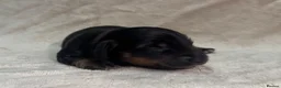 Miniature Dachshund dogs for stud: KC Reg Black and Tan Miniature Dachshund Stud - Advert 23