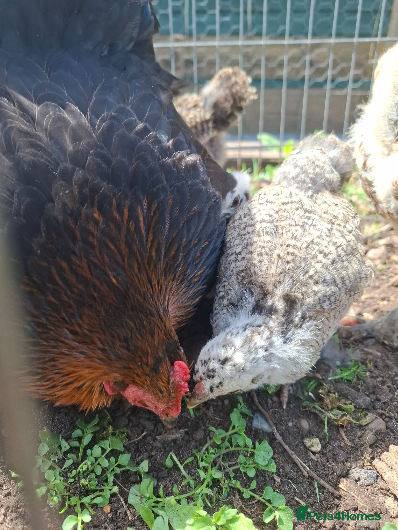 Chickens poultry Bahama chick's & pilkie chick's  - Advert 7
