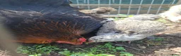 Chickens poultry for sale: Bahama chick's & pilkie chick's  in Cannock - Advert 7