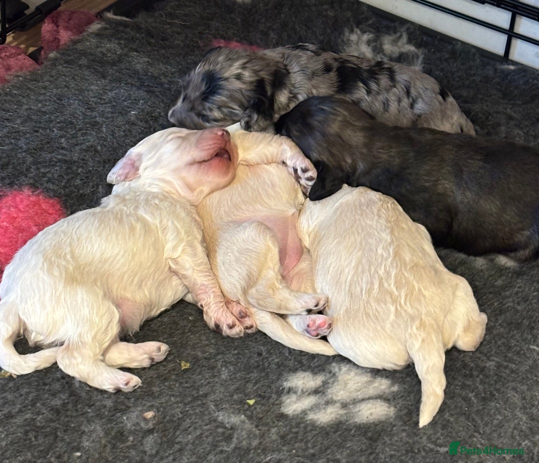 Schnoodle dogs for sale: Gorgeous schnoodle puppies  - Image 6