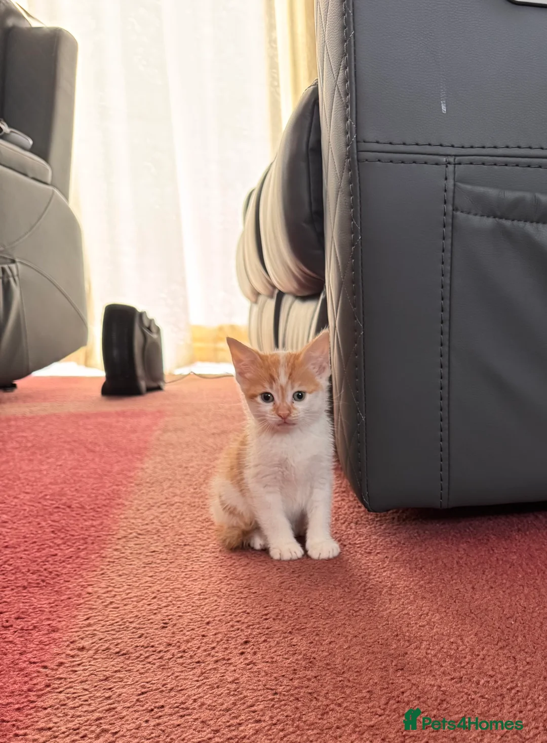 British Shorthair cats for sale: British Shorthair x - Advert 1