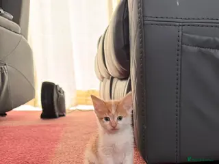 British Shorthair cats British Shorthair x - Advert 1