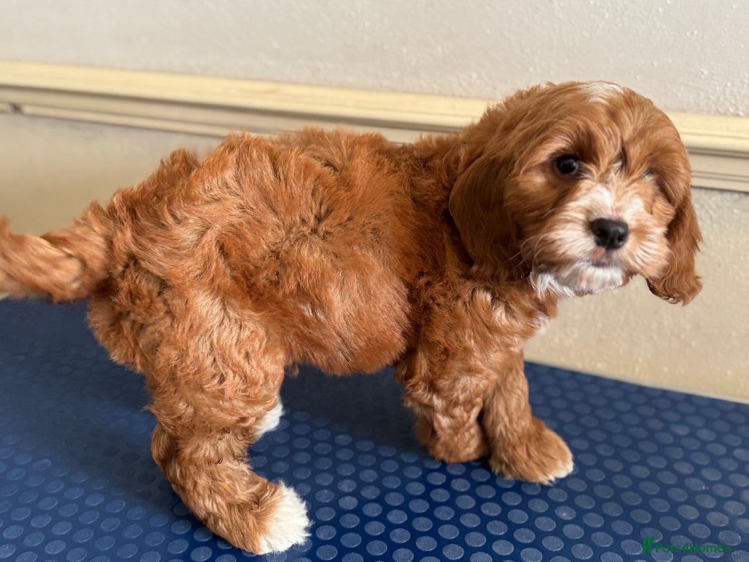 Cockapoo dogs for sale: F1 Fox Red Cockapoo boys (ready now) - Image 4