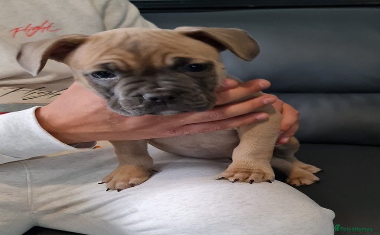 Mixed Breed dogs - Advert 7