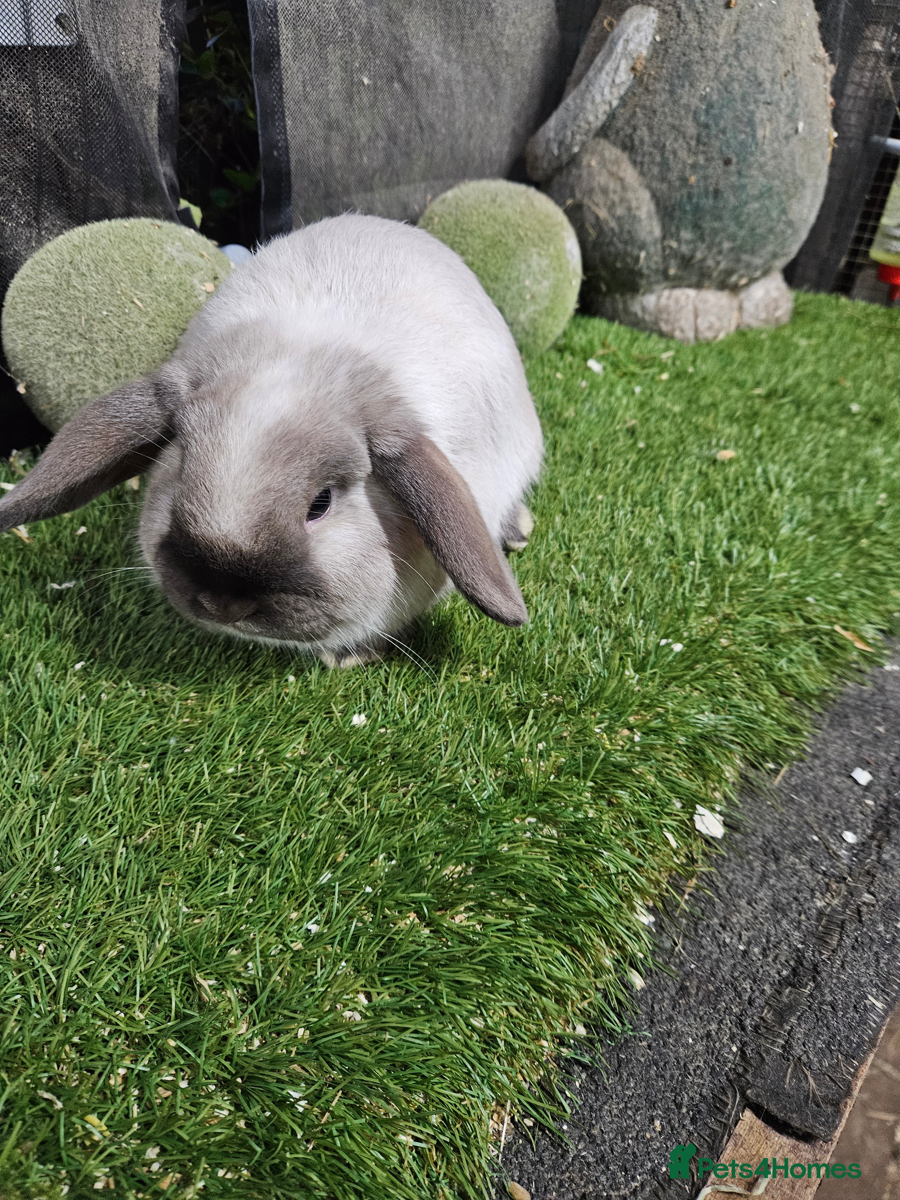Mini Lop rabbits Seal point mini lop baby rabbit boy - Advert 22