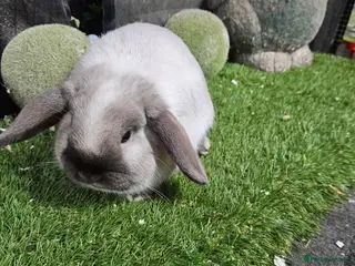 Mini Lop rabbits Seal point mini lop baby rabbit boy - Advert 22