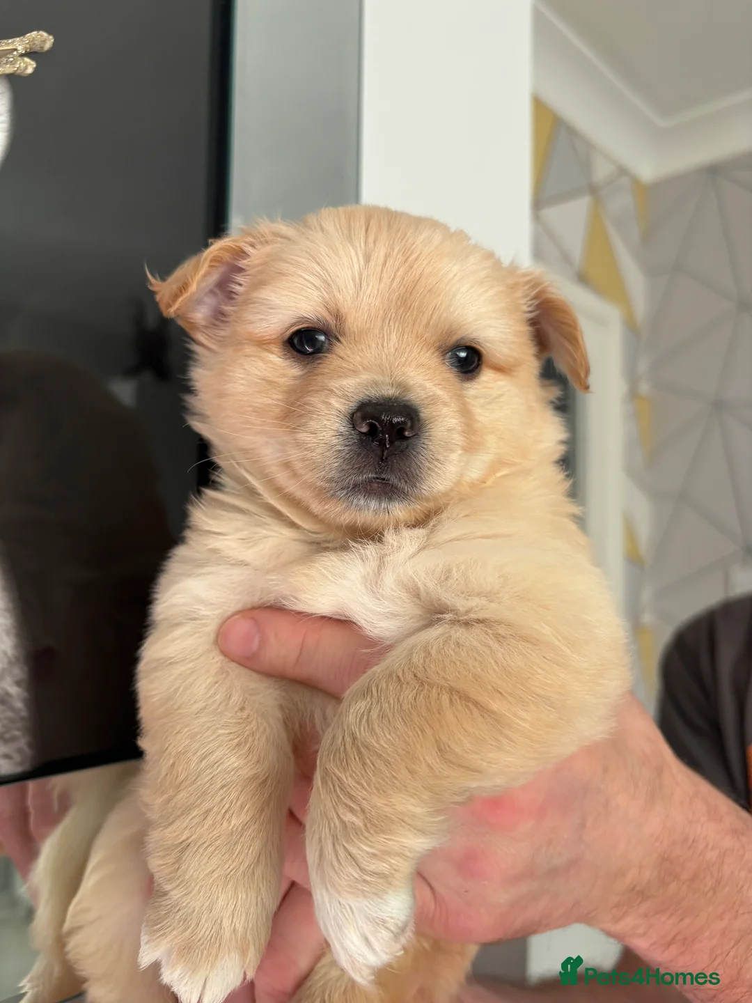 Mixed Breed dogs for sale: Italian volpino x deer head chihuahua puppies  - Advert 6