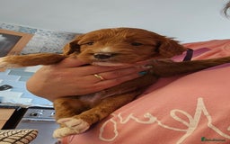 Cockapoo dogs for sale: Beautiful PRA F1B puppies - Image 23