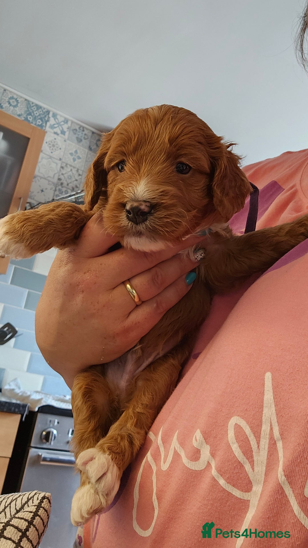 Cockapoo dogs for sale: Beautiful PRA F1B puppies - Image 23