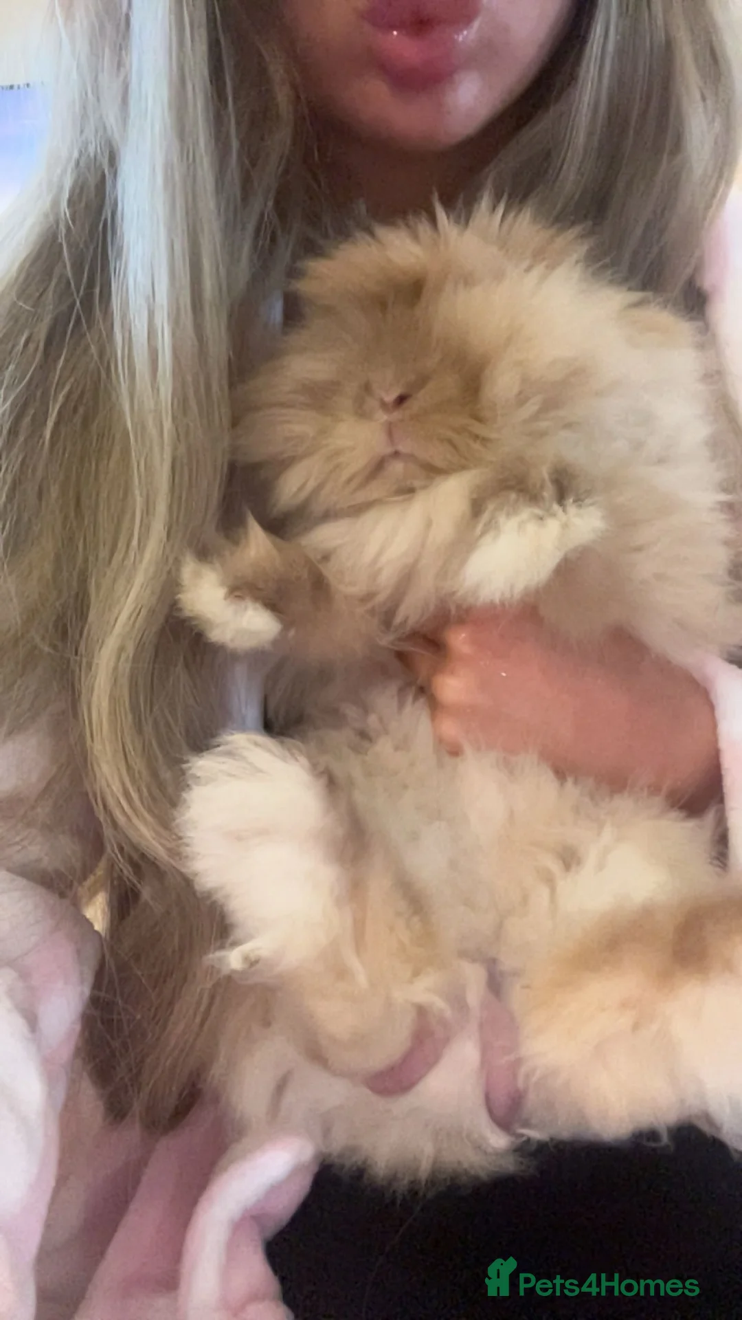 Mini Lion Lop rabbits for sale: Male mini lion lop  - Advert 2