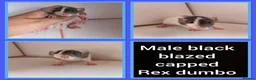 Rat rodents for sale: Adorable baby rats for sale  - Advert 21