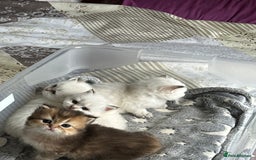 British Longhair cats for sale: Stunning British Longhair Kittens Ready to collect - Image 25