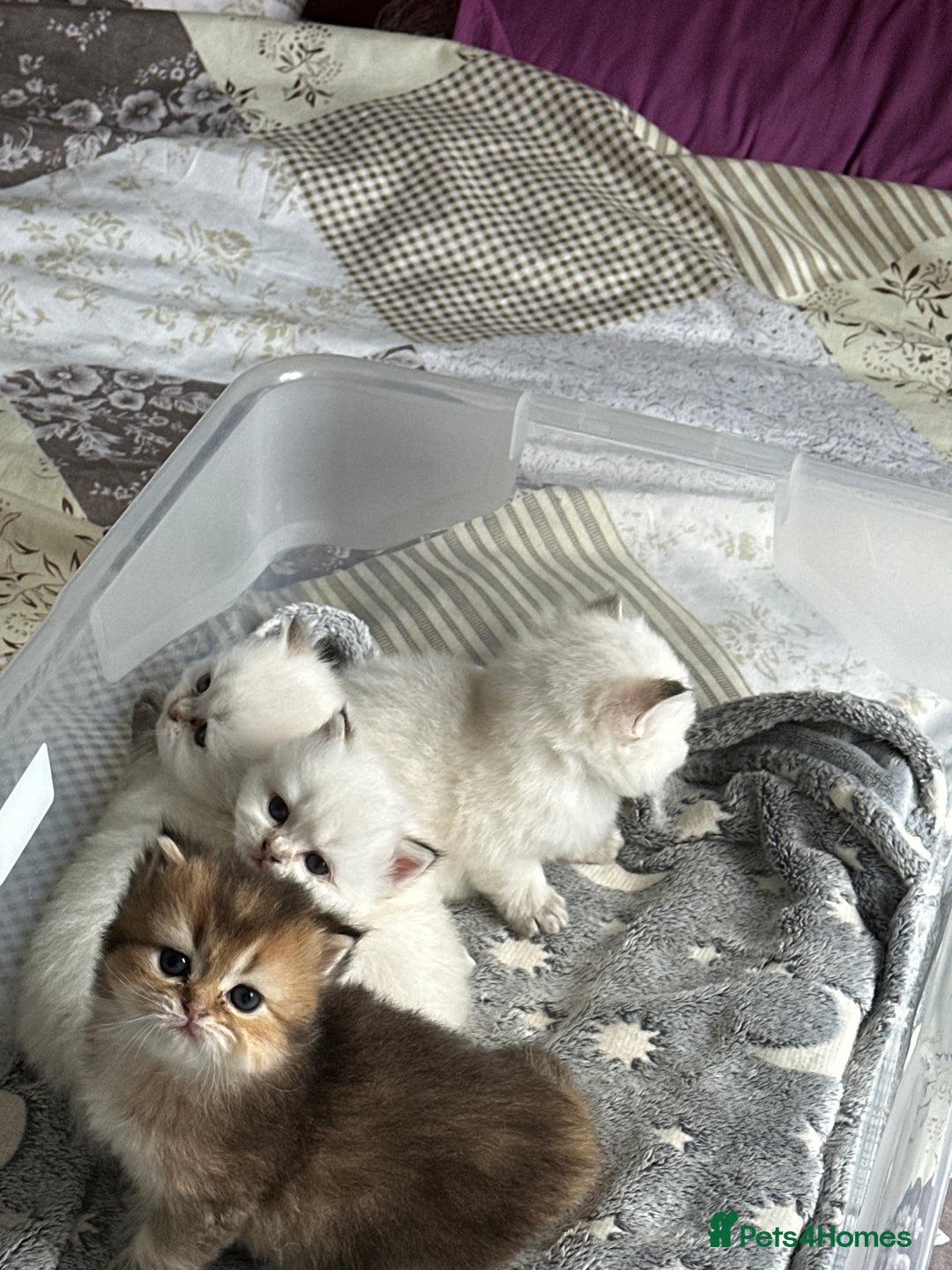 British Longhair cats for sale: Stunning British Longhair Kittens Ready to collect - Image 25