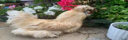 Chickens poultry for sale: Purebred silkie trio  - Advert 1