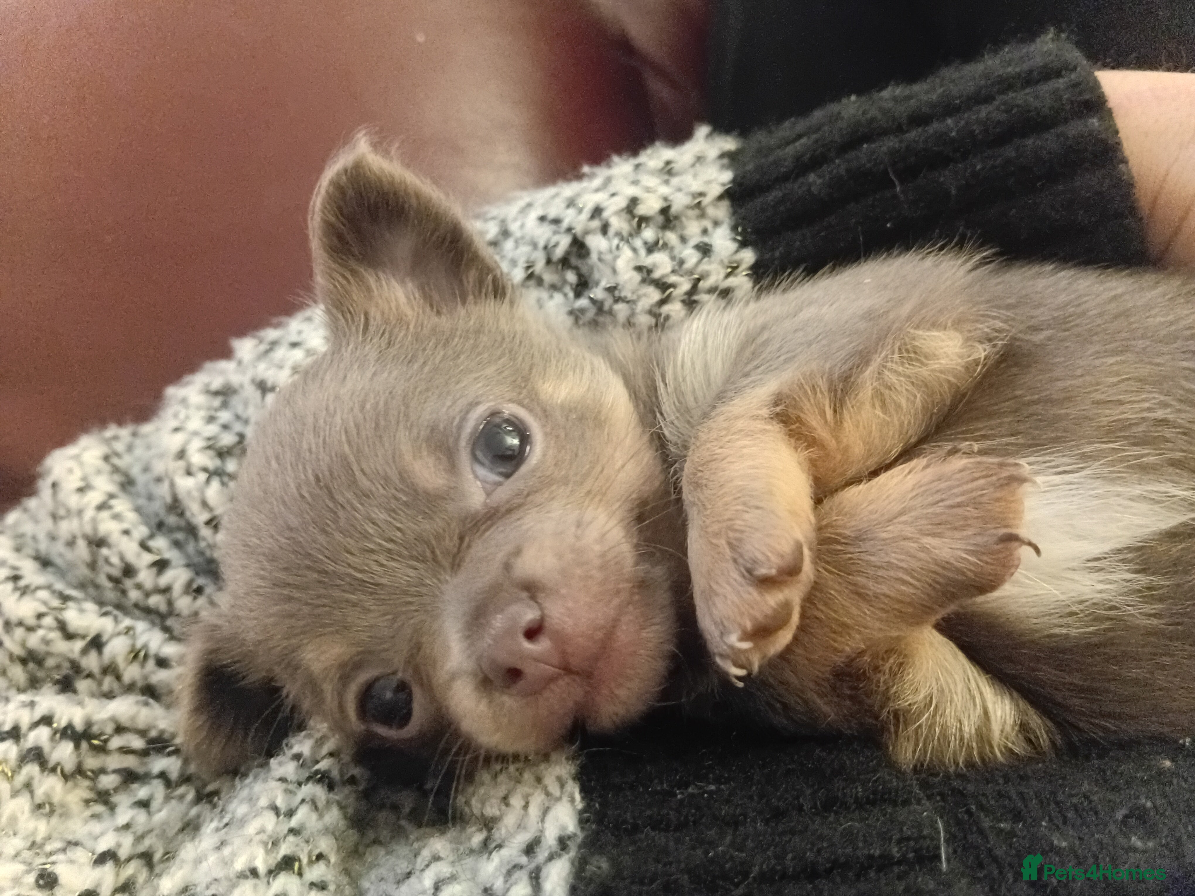 Chihuahua dogs Lilac and tan chihuahua boy - Advert 4