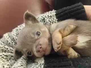 Chihuahua dogs Lilac and tan chihuahua boy - Advert 4