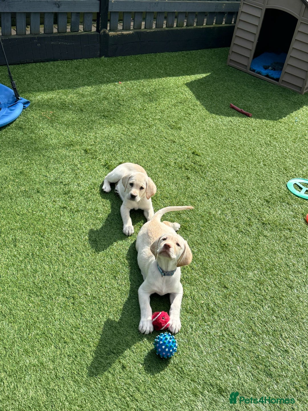 Labrador Retriever dogs for stud: KC REGISTERED LABRADOR STUD  in Worcester - Advert 19