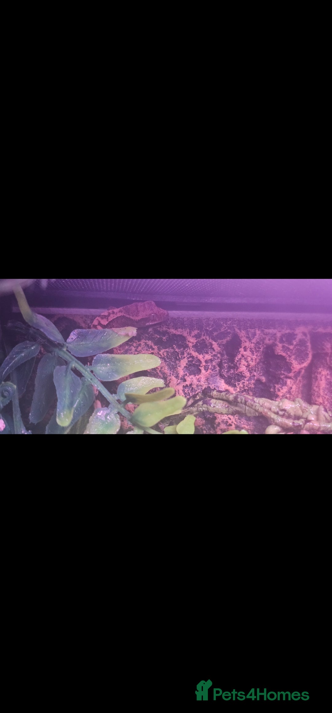 Gecko reptiles for sale: Baby geckos - Image 4