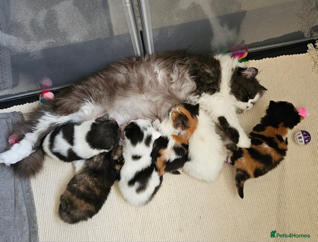 British Shorthair cats for sale: Gorgeous Tortie ✨ Rabies Vax ✅🌎✈️ - Image 12