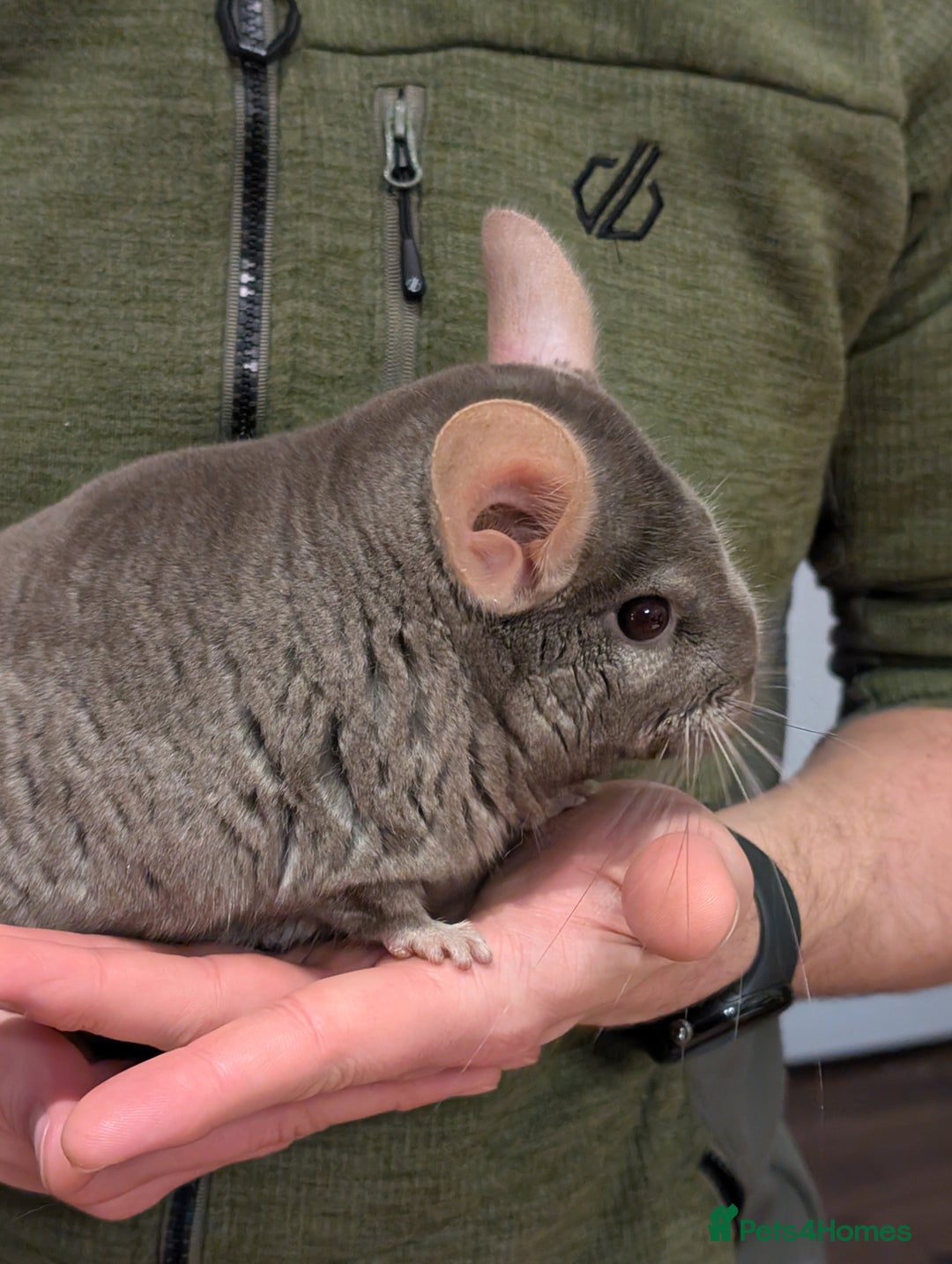 Chinchilla rodents for sale: Medium Tan Lovely Female Chinchilla for sale - Advert 2