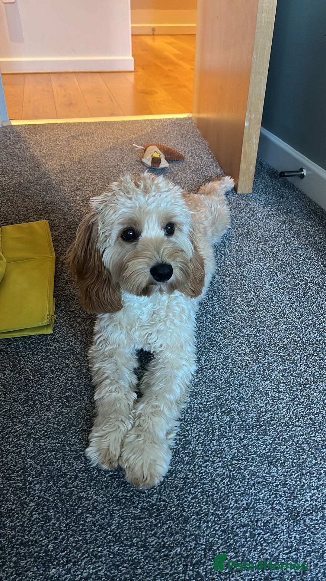 Cavapoo dogs for sale: Extensively Health Tested Cavapoo Pups - List Open - Advert 13