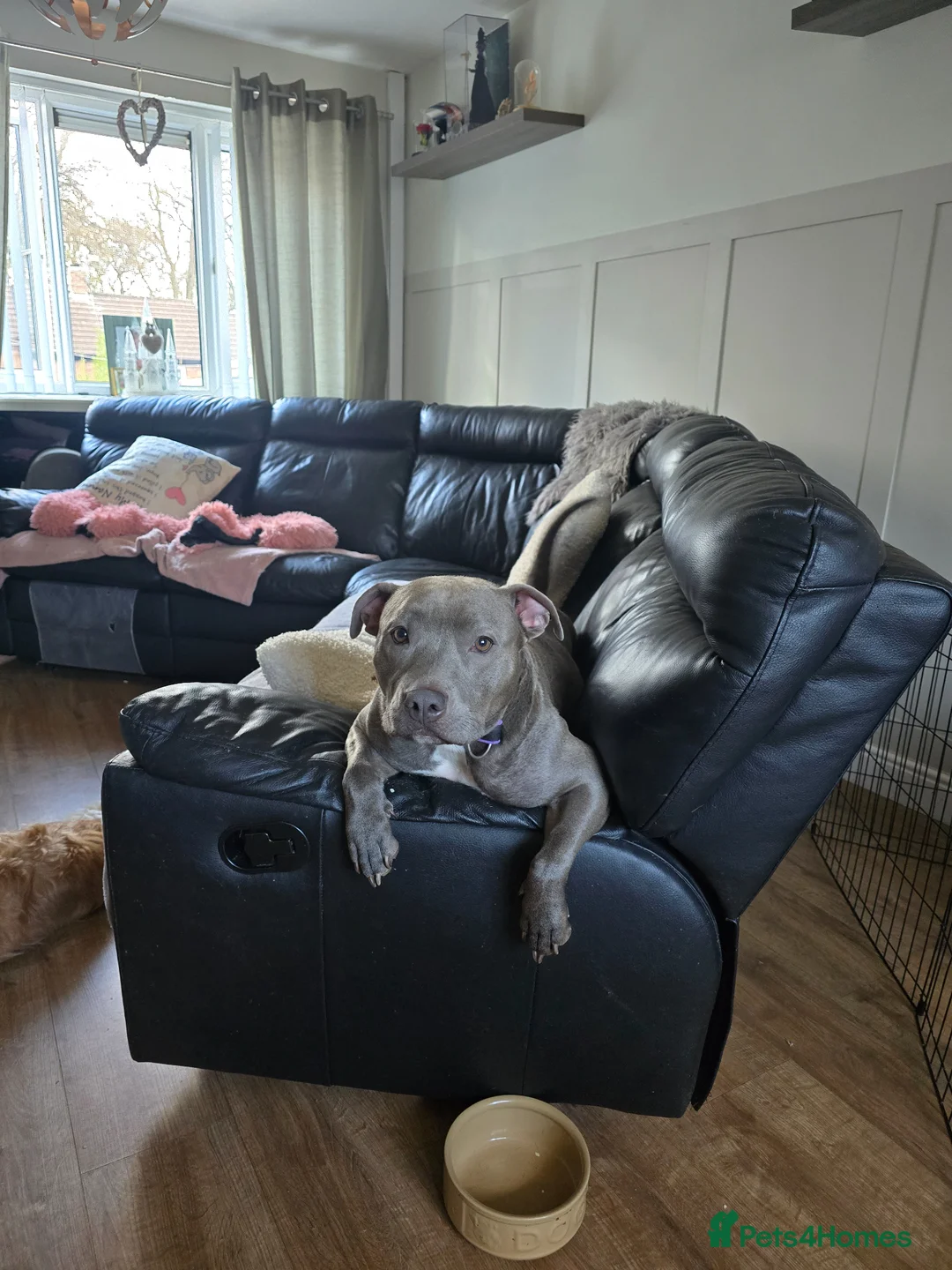 Mixed Breed dogs for sale: 2x7 week old staffy x shitzhu - Advert 4