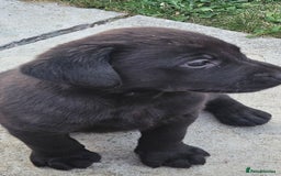Labrador Retriever dogs for sale: Black Labrador Puppies for sale - Image 2
